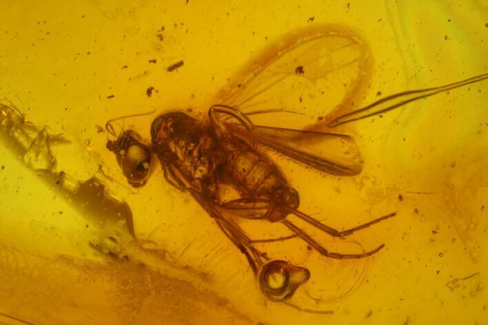 Five Detailed Fossil Flies (Diptera) In Baltic Amber #170053